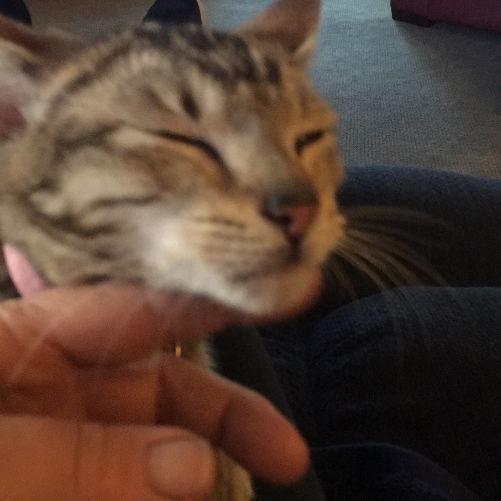 Meet your Posher, Di